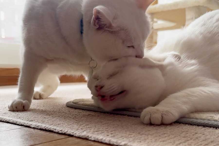 “にゃんプロ”中、リリーちゃんに押さえつけられるぷるちゃん【写真提供：しんばぷー（@shinbaba10）さん】