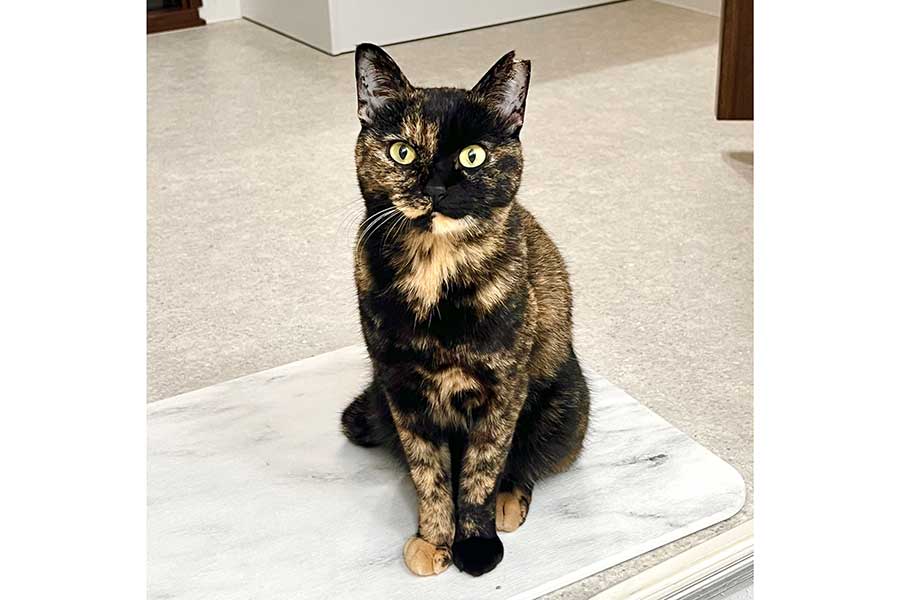 こちらを見つめるくるみちゃん【写真提供：サビ猫くるみ（@kurumi_sabi）さん】