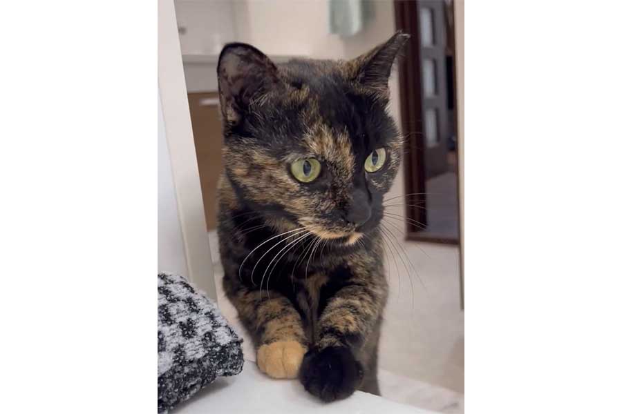 湯船に浸かる飼い主さんを心配そうに見つめるくるみちゃん（スクリーンショット）