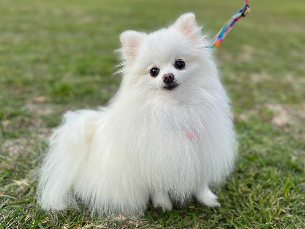 かわいい笑顔を見せる太郎くん【写真提供：白い毛玉のたろう（@kedama_no_taro）さん】