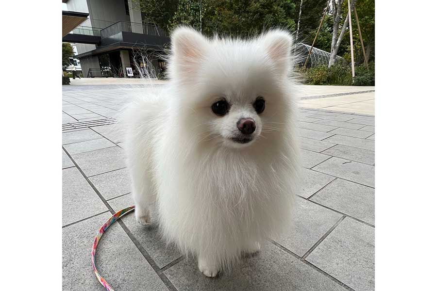 なんともいえない表情でお友達を待つ太郎くん【写真提供：白い毛玉のたろう（@kedama_no_taro）さん】