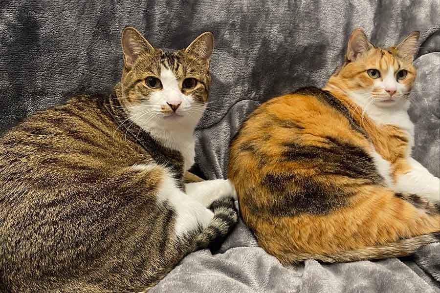 同じポーズでくつろぐ（左から）ミニくんとハナちゃん【写真提供：5匹の猫のママ（@of5cats）さん】