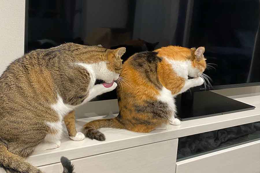 食後に“シンクロ毛づくろい”をする（左から）ミニくんとハナちゃん【写真提供：5匹の猫のママ（@of5cats）さん】