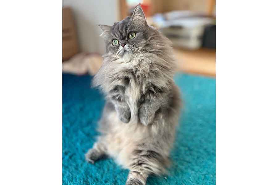 もふもふな毛並みがかわいゆずちゃん【写真提供:ミヌエットのゆず(@yuzuminuet)さん】