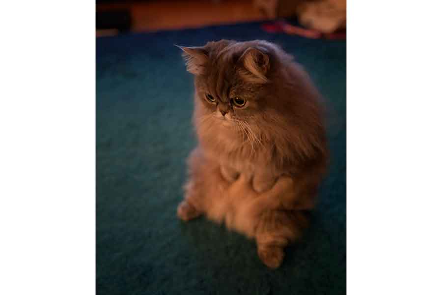 じっと一点を見つめるゆずちゃん【写真提供:ミヌエットのゆず(@yuzuminuet)さん】