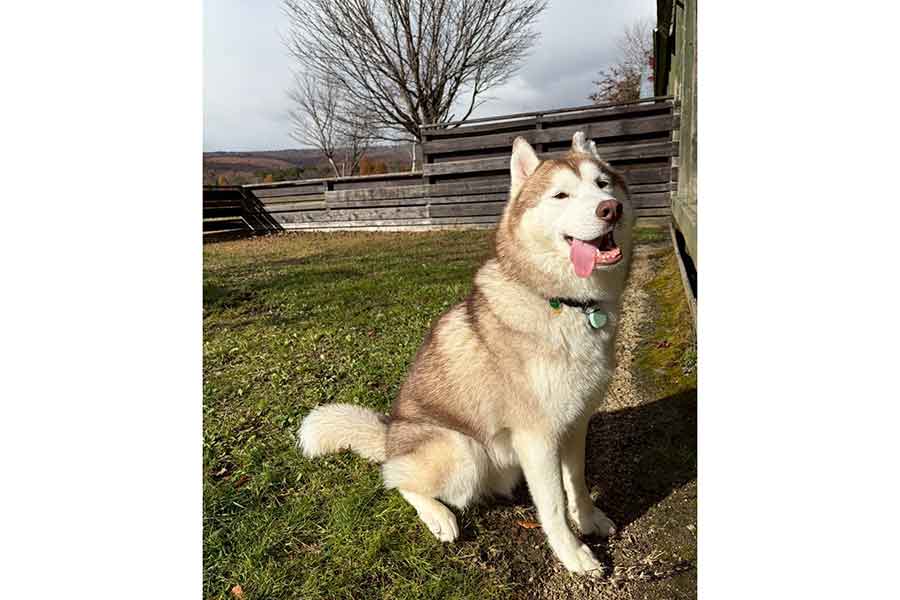 笑顔を見せるナイトくん【写真提供:アイリス&ナイト父娘(@irislady_husky)さん】