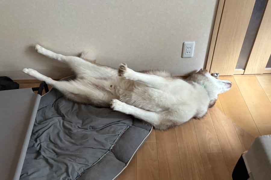 初めての床暖房に“へそ天”するナイトくん【写真提供：アイリス＆ナイト父娘（@irislady_husky）さん】