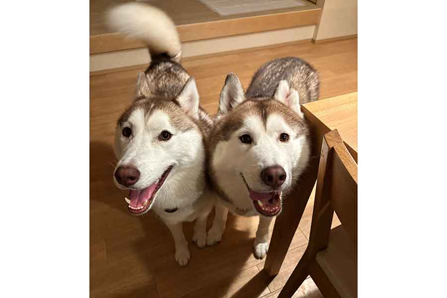そっくりな親子の（左から）アイリスちゃんとナイトくん【写真提供：アイリス&ナイト父娘（@irislady_husky）さん】