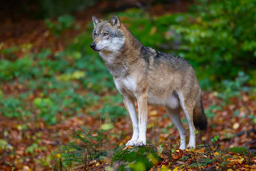 ドイツ・バイエルン州のオオカミ【写真：Aflo】