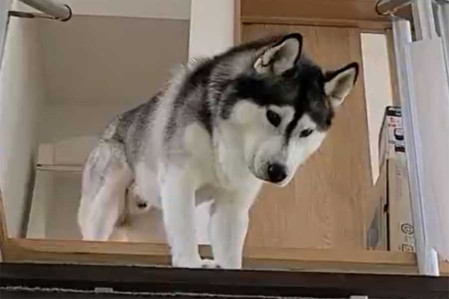 困ったような表情のはっちゃん。視線の先には…(スクリーンショット)