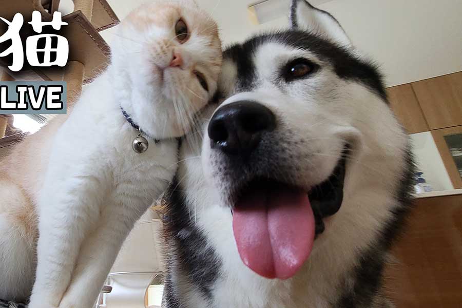 普段は仲良しな(左から)じゅんちゃんとはっちゃん【写真提供:犬と猫の親バカ日記(@CjCannel)さん】