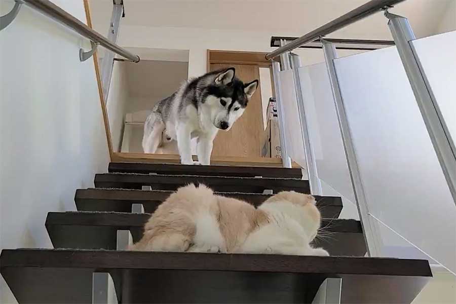 じゅんちゃんがいて下に降りられないはっちゃん(スクリーンショット)