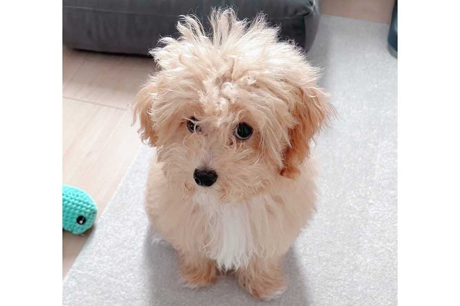 ふわふわな毛並みがかわいい、からあげちゃん【写真提供:からあげという犬(@karage_toiu_inu)さん】