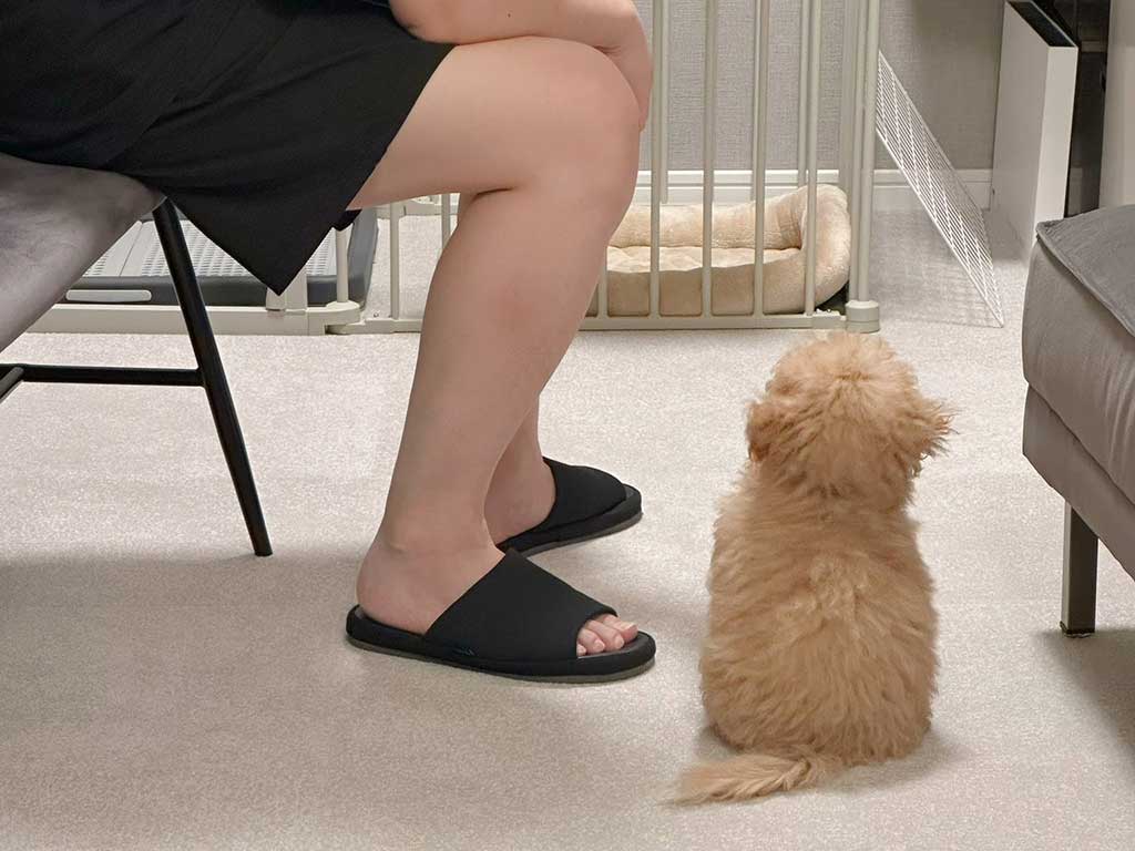 “パパ”の話をきくからあげちゃん【写真提供：からあげという犬（@karage_toiu_inu）さん】