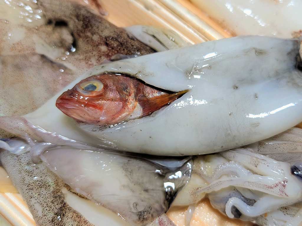 ヤリイカの胴体から出てきた魚に驚愕【写真提供：モチコ（@mochicco69）さん】