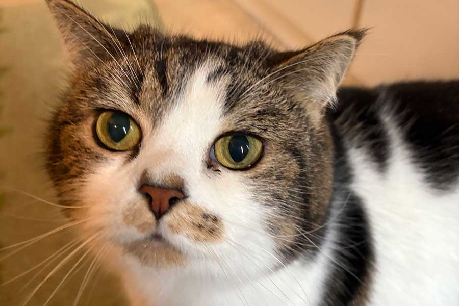 まん丸なおかおがかわいらしい、おにくくん【写真提供：とろ、おにく（@torotolo106106）さん】