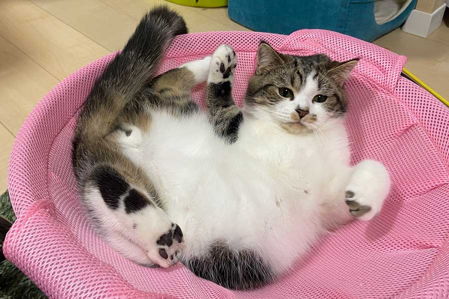 ふっくらとしたお腹を見せる、1歳頃のおにくくん【写真提供：とろ、おにく（@torotolo106106）さん】