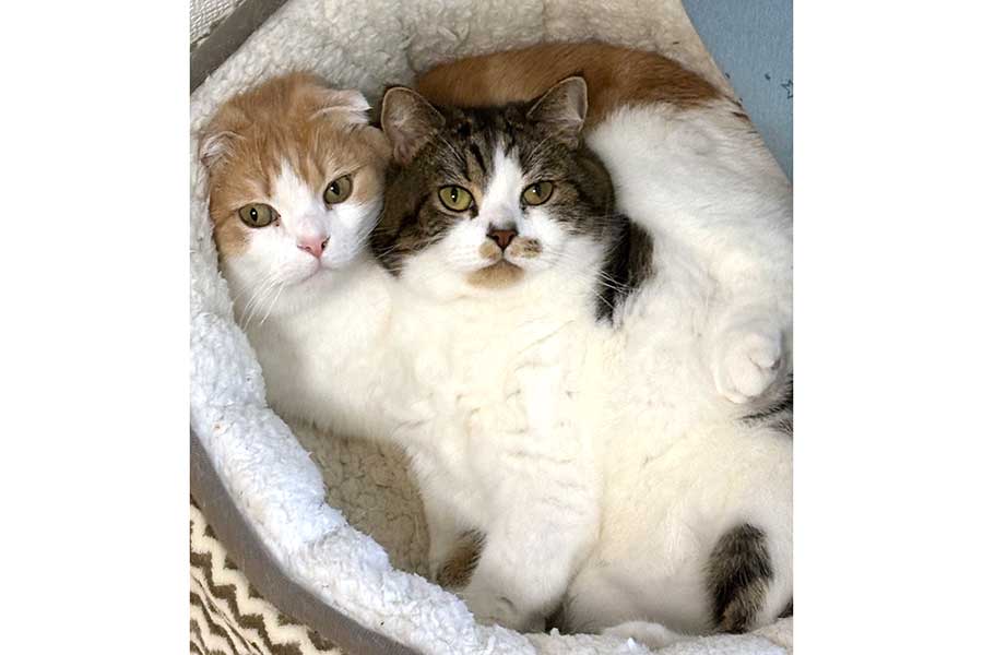 仲良く写る（左から）とろくんとおにくくん【写真提供：とろ、おにく（@torotolo106106）さん】