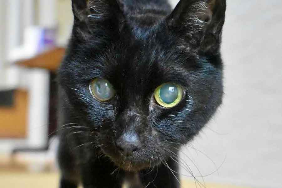 21歳で虹の橋を渡ったクロちゃん【写真提供：西方 由美（@tarakuro510）さん】