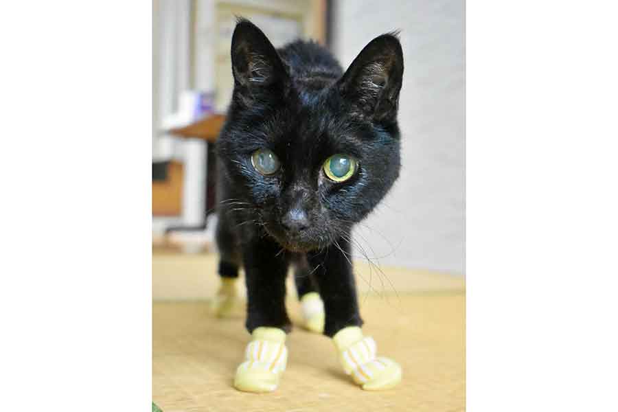 歩行をサポートしてくれる靴下を履いているクロちゃん【写真提供：西方 由美（@tarakuro510）さん】