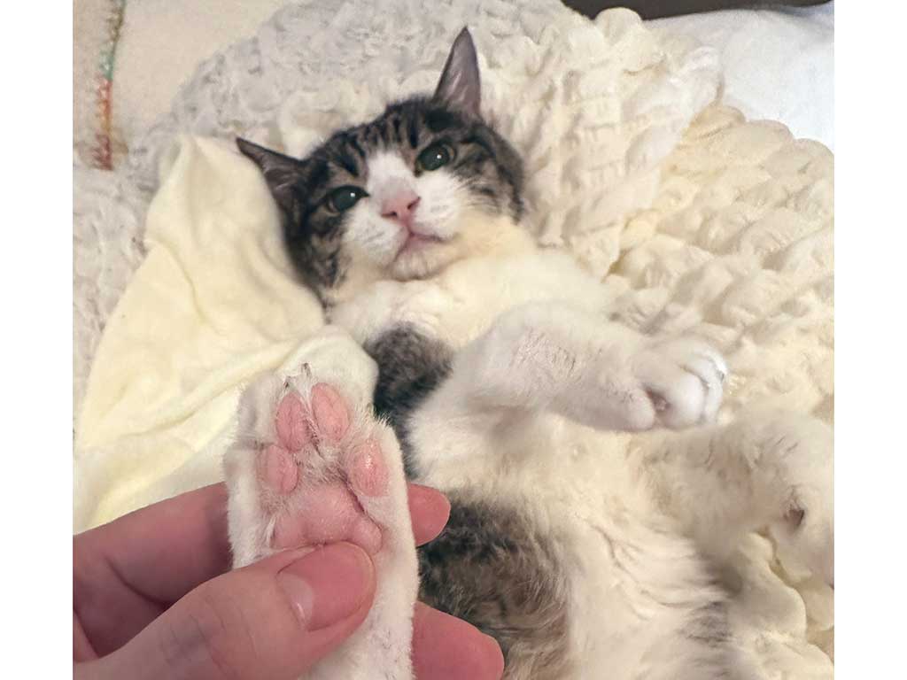 毎日のケアが欠かせない【写真提供：菊千代とmum（@y5_y5_san）さん】