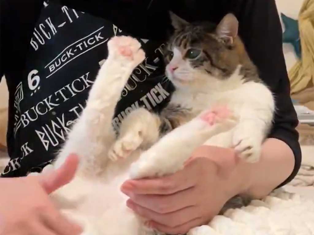 トイレ後のケアをしてもらう菊千代ちゃん（スクリーンショット）