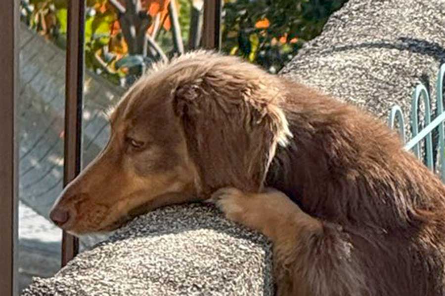 隣家を覗くもちこちゃん【写真提供：ちゃんみん（@kina_komugi）さん】