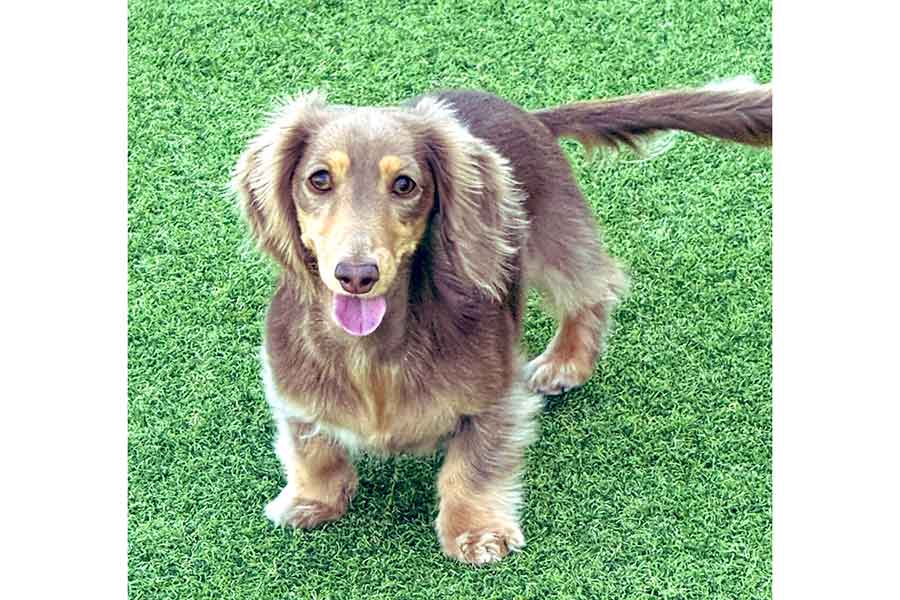 ドッグランで遊ぶもちこちゃん【写真提供：ちゃんみん（@kina_komugi）さん】