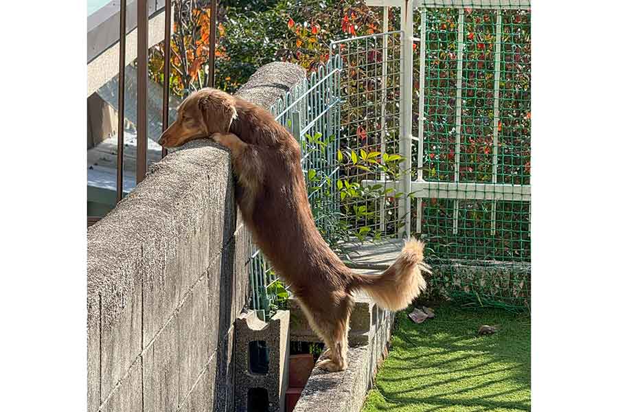 もちこちゃんの話題になった一枚【写真提供：ちゃんみん（@kina_komugi）さん】