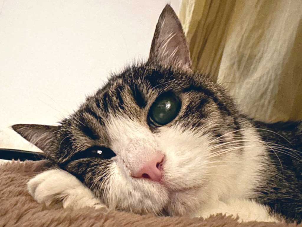 うるうるの大きなおめめがかわいらしい菊千代ちゃん【写真提供：菊千代とmum（@y5_y5_san）さん】