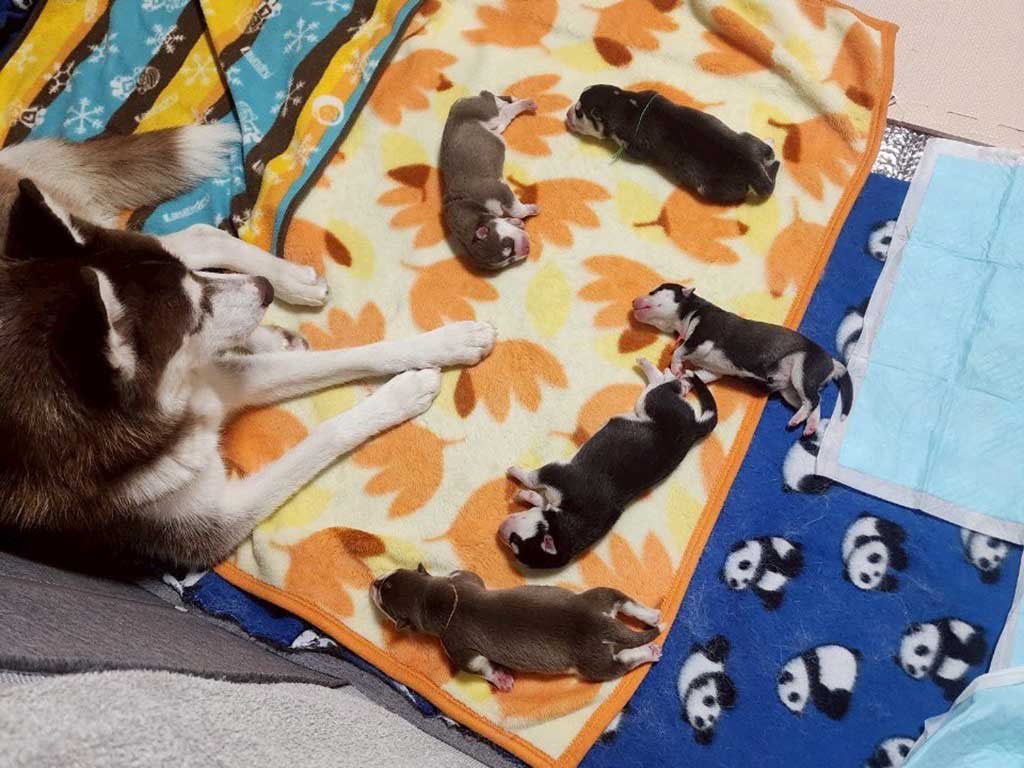 産まれたばかりの子いぬのハスキーたち【写真提供：LANI　LEA（@lani_angelhusky）さん】