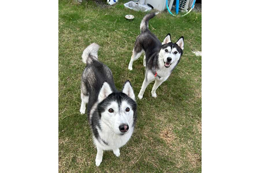 一緒に暮らす(右から)LEAちゃんとLANIちゃん【写真提供:LANI LEA(@lani_angelhusky)さん】