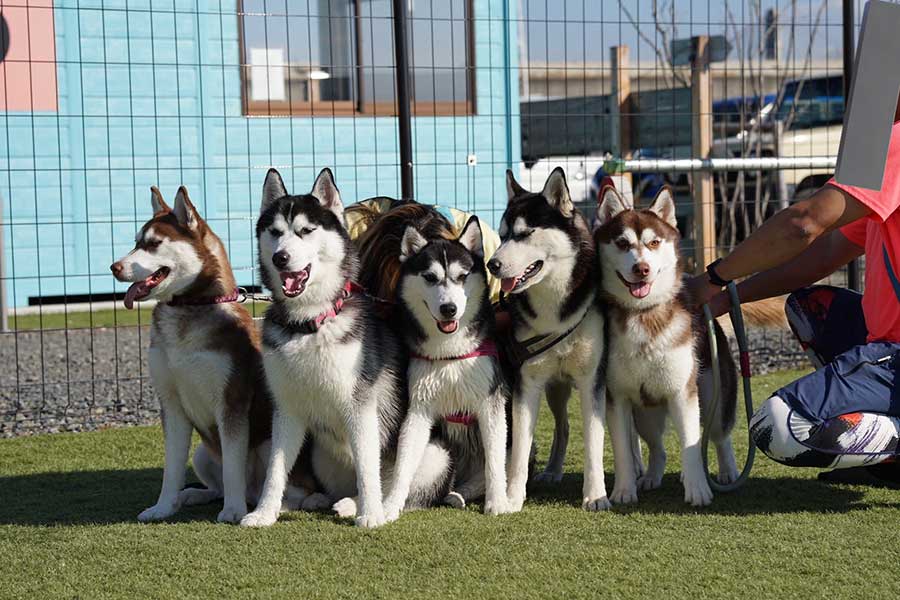 みんなで1歳を迎えたきょうだいハスキー【写真提供:LANI LEA(@lani_angelhusky)さん】
