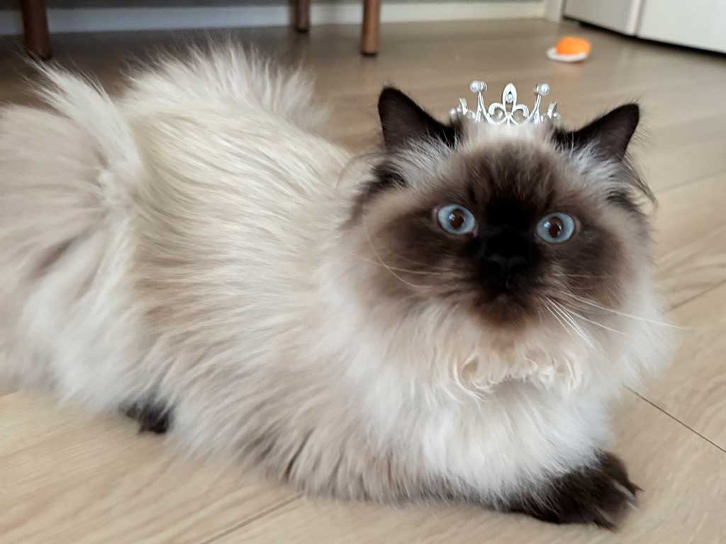 プリンス姿の福くん【写真提供：福（@fukuHimarayan）さん】