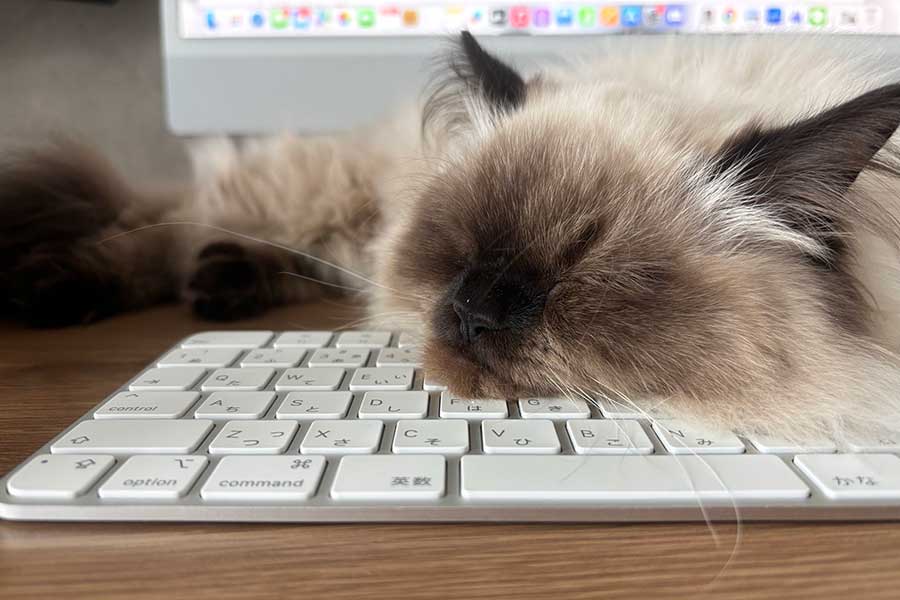 キーボードの上で気持ち良さそうに寝ている福くん【写真提供：福（@fukuHimarayan）さん】