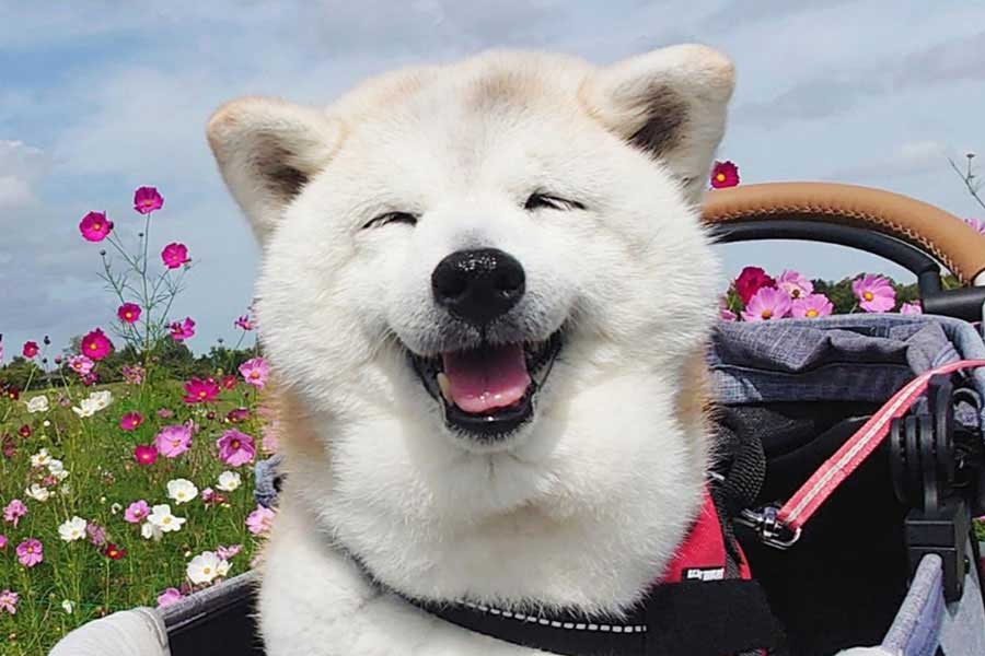 笑顔がかわいらしいククリちゃん【写真提供：くーさんママ（@kukuri_shibainu）さん】