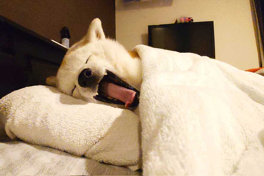 ベッドで気持ち良さそうに寝るククリちゃん【写真提供：くーさんママ（@kukuri_shibainu）さん】