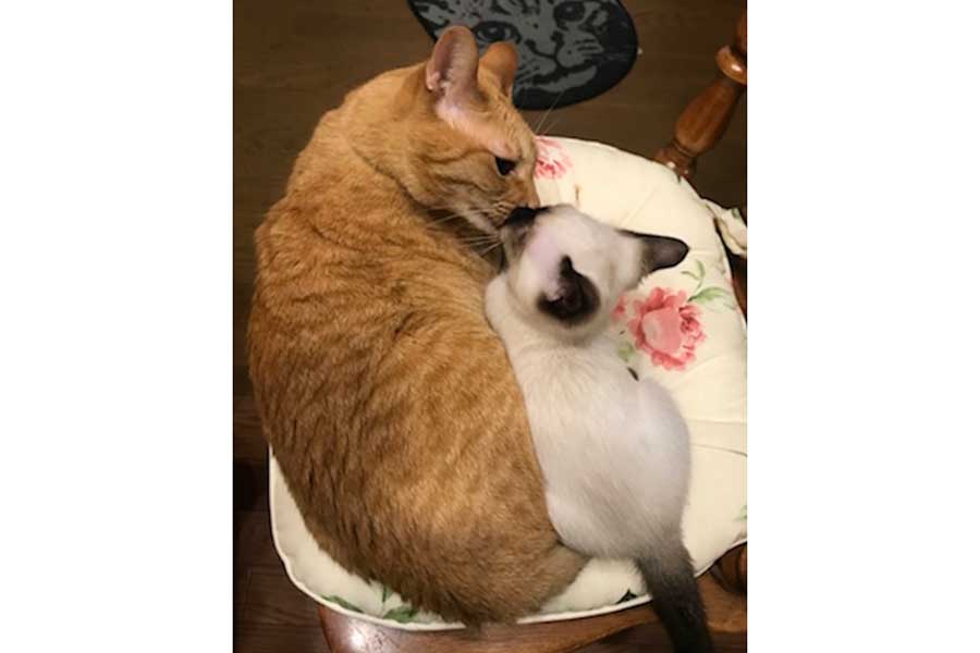 なみちゃんの顔を優しく舐める1号くん【写真提供：ソレイユ（@Oa1Un）さん】