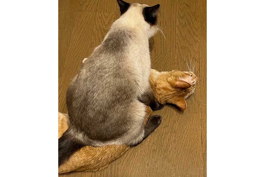 1号くんの上にまたがるなみちゃん【写真提供：ソレイユ（@Oa1Un）さん】