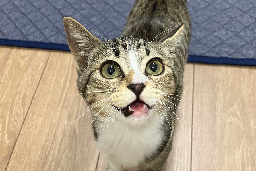 甘えるような表情でこちらをみつめるきびちゃん【写真提供：むぎときび（@mugitokoromo）さん】