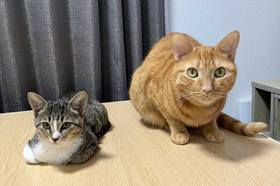 一緒に暮らす（左から）きびちゃんとむぎくん【写真提供：むぎときび（@mugitokoromo）さん】