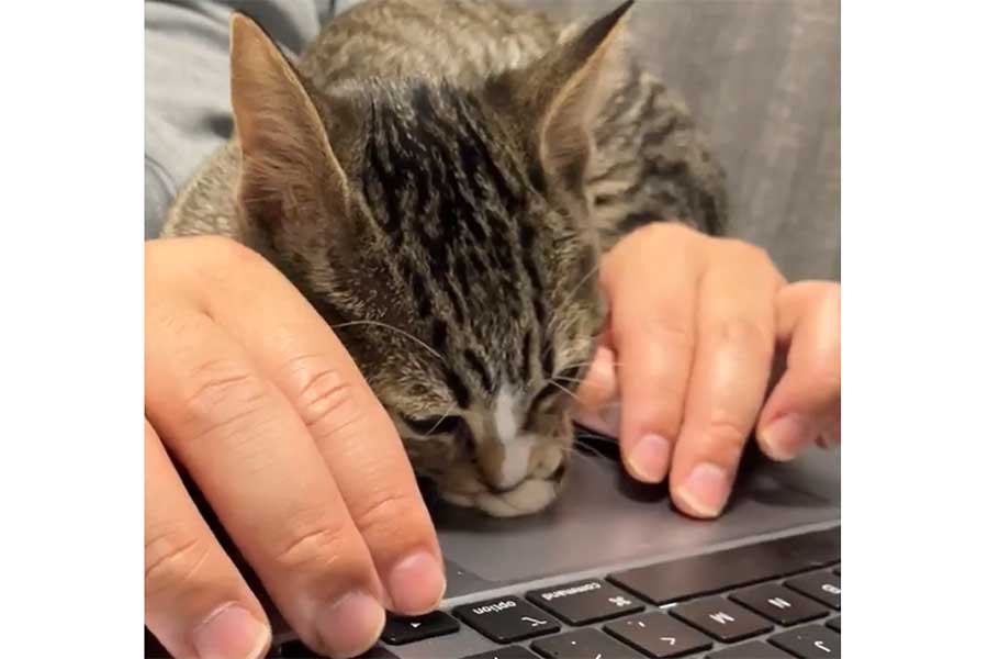 配偶者さんの手の間からおててを「ちゅぱちゅぱ」するきびちゃん【写真提供:むぎときび(@mugitokoromo)さん】