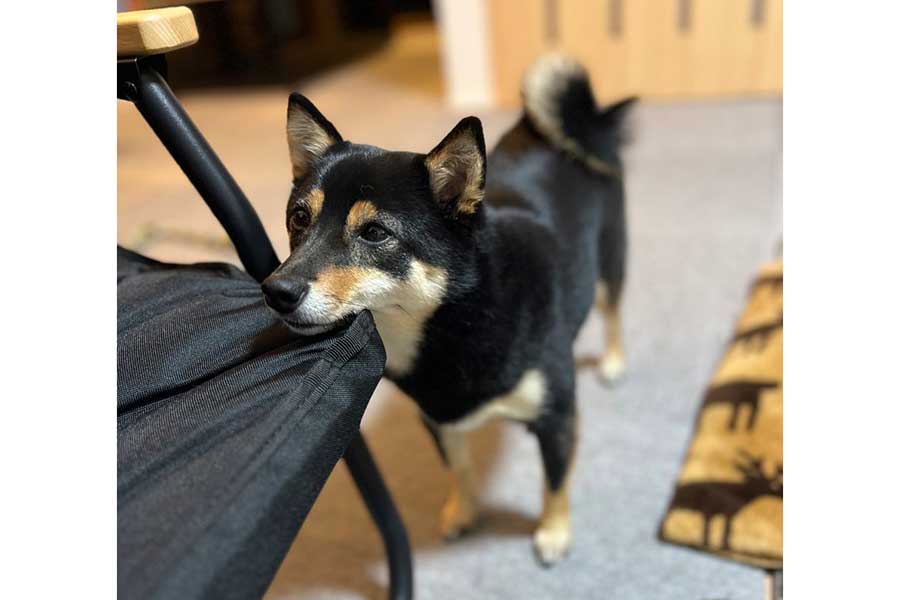 椅子にアゴをのせるななちゃん【写真提供：豆柴のなな（@tsuki_nana）さん】