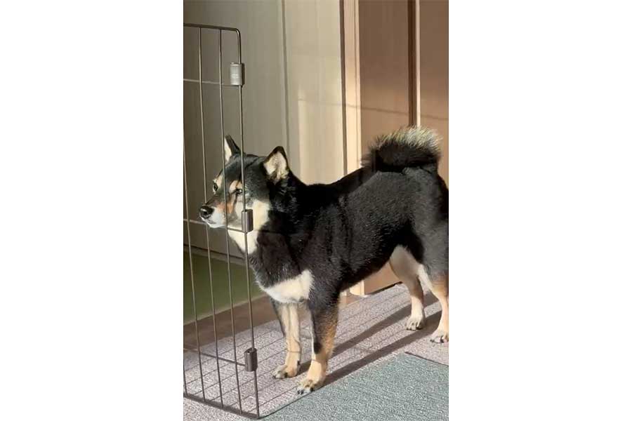 ゲートに鼻をはめて、遠くを見つめるななちゃん【写真提供：豆柴のなな（@tsuki_nana）さん】