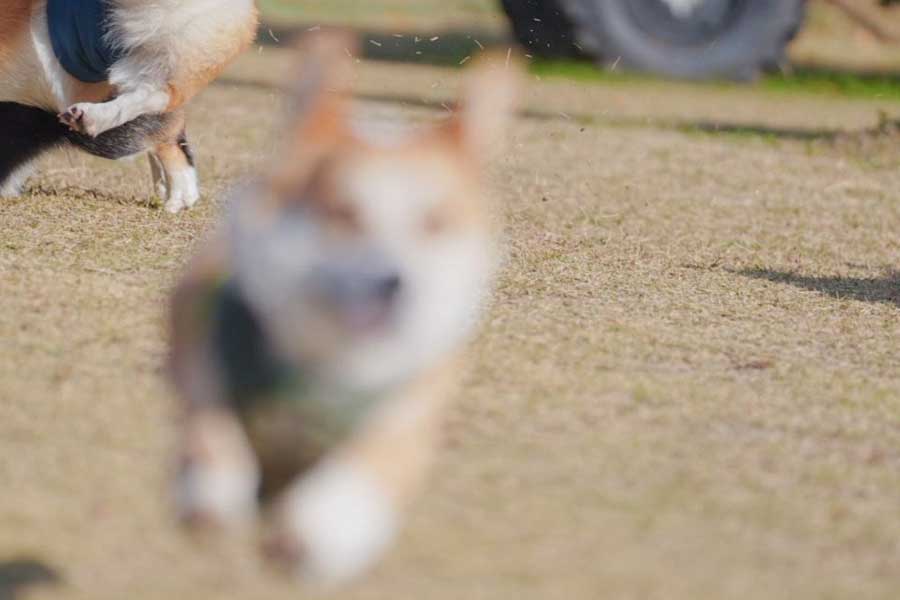 ピントがずれたその後ろでは…【写真提供：アモルとコメ（@amor_1009）さん】