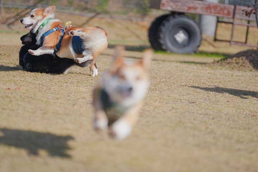 手前を走るコメくんと、衝突する（左から）レイルくんとアモルくん【写真提供：アモルとコメ（@amor_1009）さん】