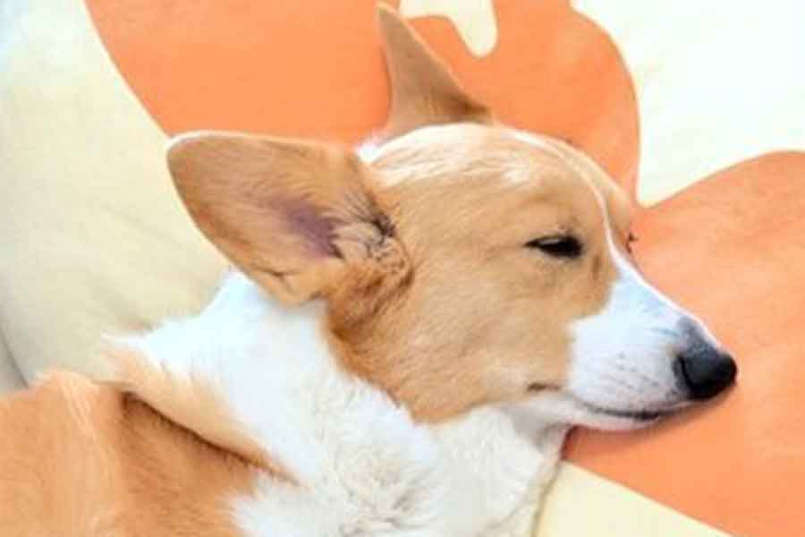 すやすやと眠るこまちちゃん【写真提供：こまち@彩（@komachiaya_）さん】