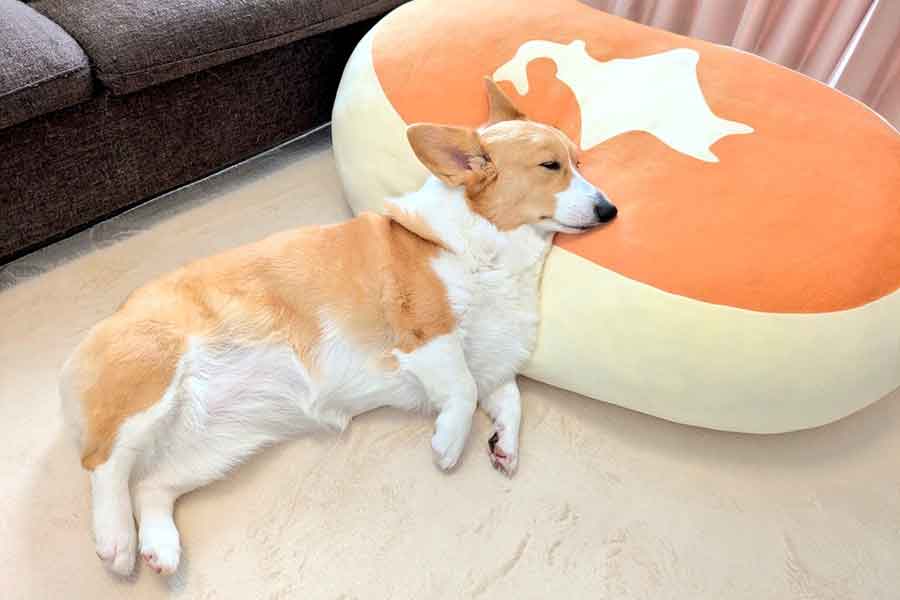 北海道のクッションを枕に“本州”になったかのような姿のこまちちゃん【写真提供：こまち@彩（@komachiaya_）さん】