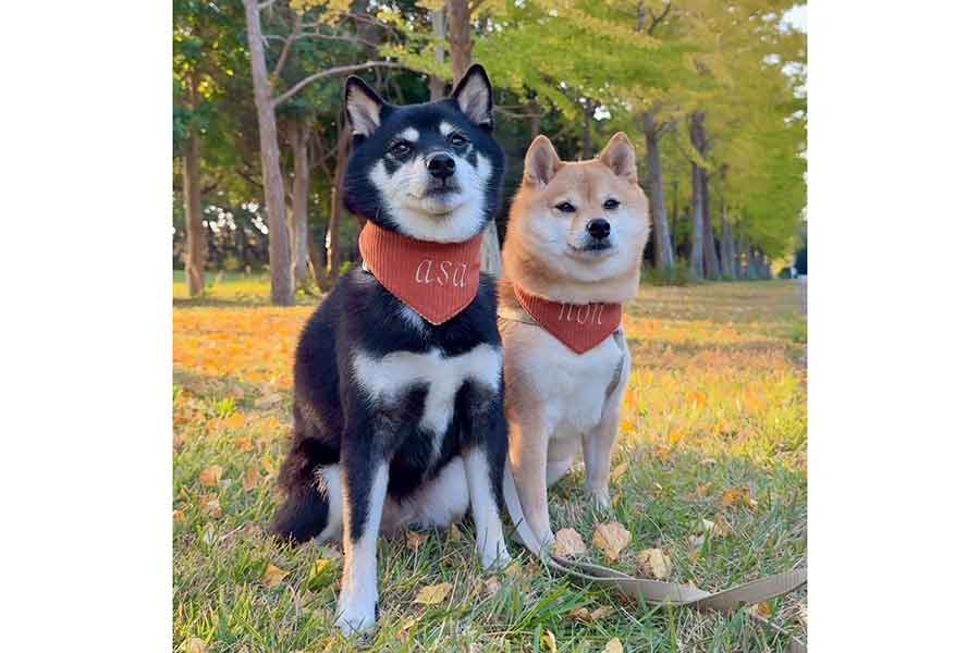 仲良く写る（左から）あさちゃんとのんちゃん【写真提供：豆柴あさのん　YouTubeも見てね垢（@AsaMameshiba）さん】