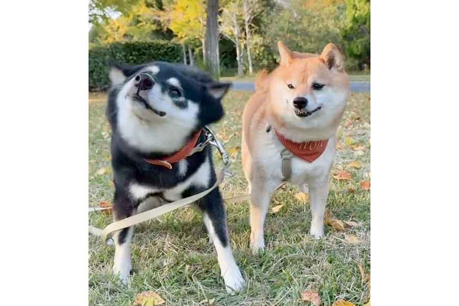 あさちゃんの“柴ドリル”を嫌がるのんちゃん【写真提供：豆柴あさのん　YouTubeも見てね垢（@AsaMameshiba）さん】